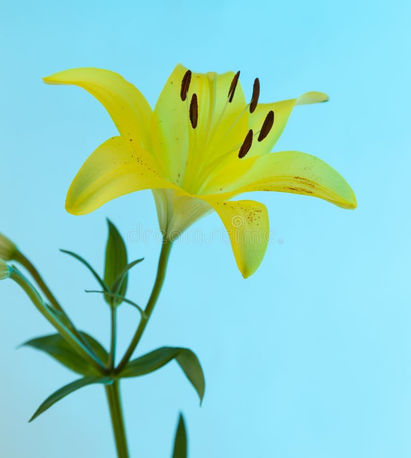 Una Flor Amarilla Asiática De Lirio Con Tallo Verde Y Hojas Imagen de  archivo - Imagen de textura, fondo: 195296463