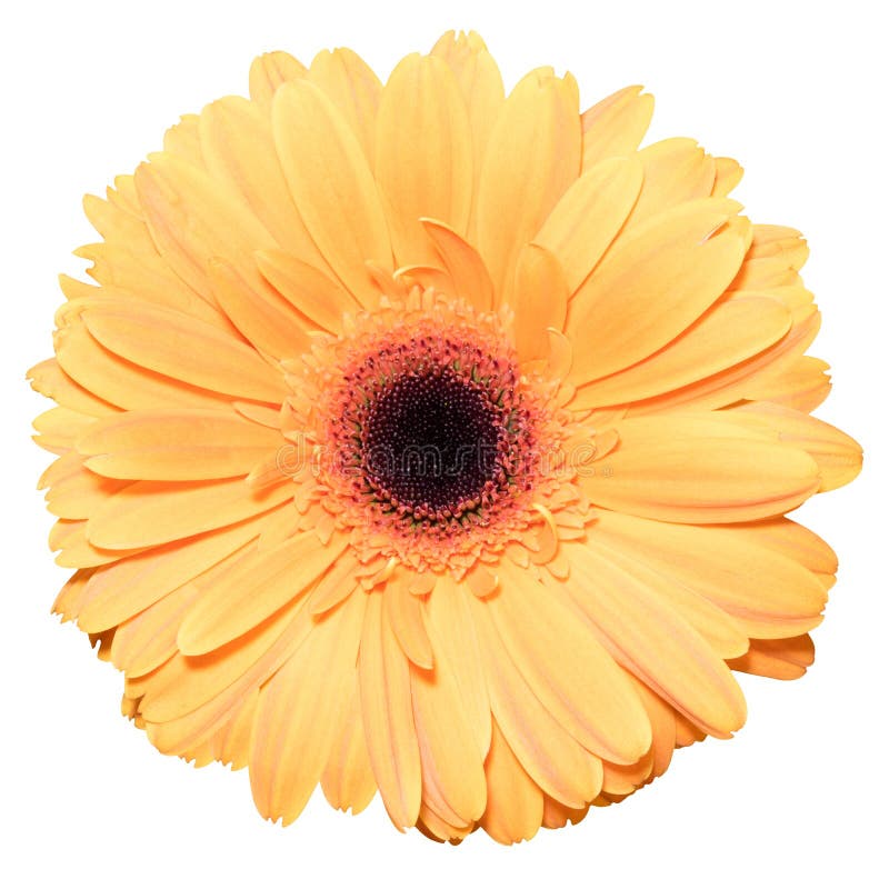Una flor anaranjada de la margarita de Transvaal aislada en blanco imagenes de archivo Una flor anaranjada de la margarita de Transvaal aislada en blanco imagenes de archivo