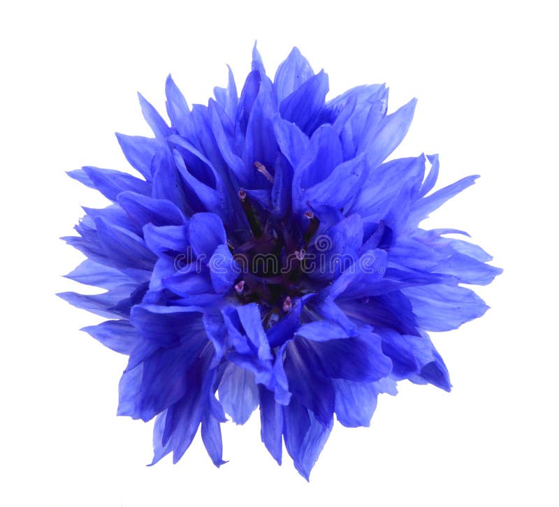 Una flor azul imagenes de archivo