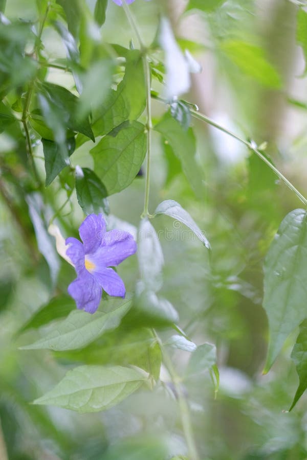 Una flor azul apacible imágenes de archivo libres de regalías Una flor azul apacible imágenes de archivo libres de regalías