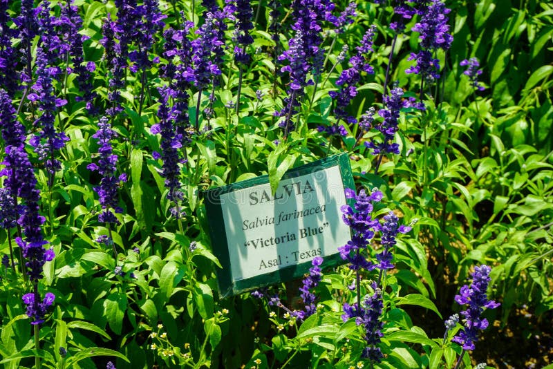 Una Flor Azul De Victoria Del Salvia Con Color Púrpura O Violeta En Parque  Con El Tablero De La Muestra De La Etiqueta Del Nombre Imagen de archivo -  Imagen de completo,