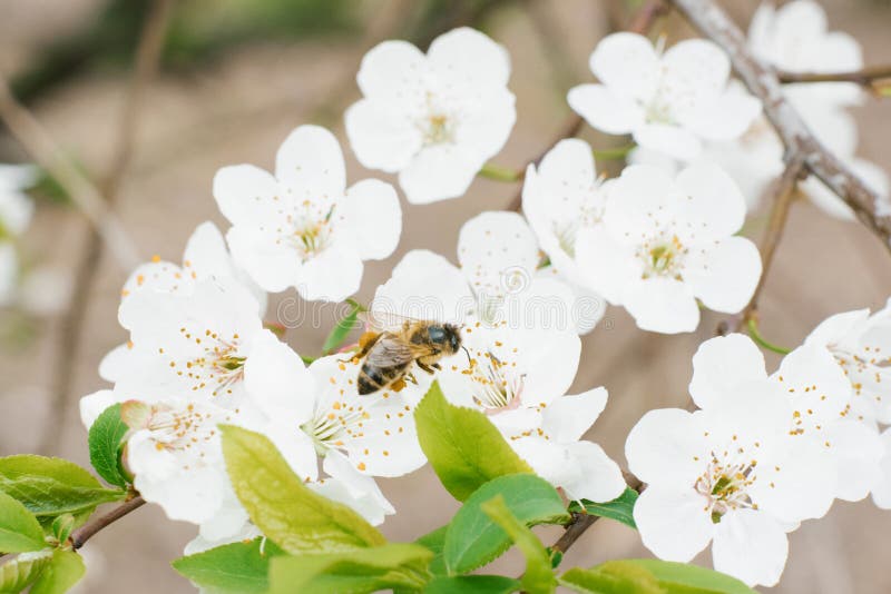 A white cherry or plum flower and a bee on it in the garden in spring. A white cherry or plum flower and a bee on it in the garden in spring.