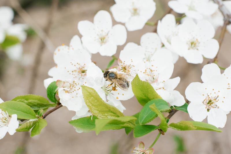 A white cherry or plum flower and a bee on it in the garden in spring. Selective focus. A white cherry or plum flower and a bee on it in the garden in spring. Selective focus.