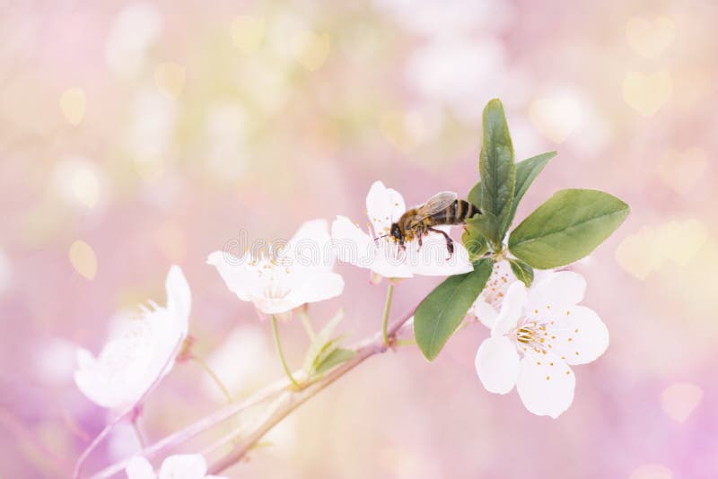 A white cherry or plum flower and a bee on it in the garden in spring. Sun glare on the background. A white cherry or plum flower and a bee on it in the garden in spring. Sun glare on the background.