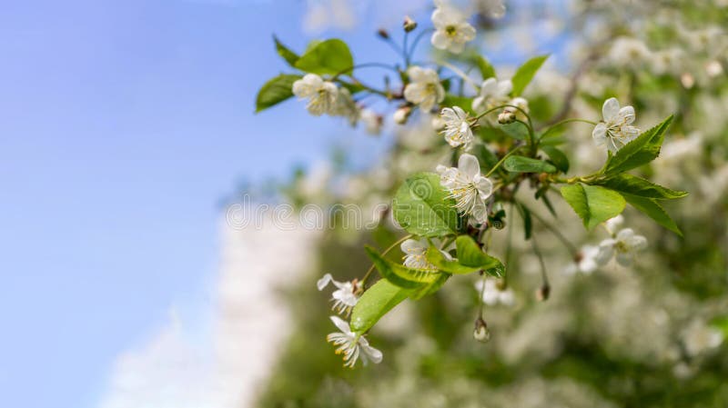 A white cherry or plum flower and a bee on it in the garden in spring. Sun glare on the background. High quality photo. A white cherry or plum flower and a bee on it in the garden in spring. Sun glare on the background. High quality photo