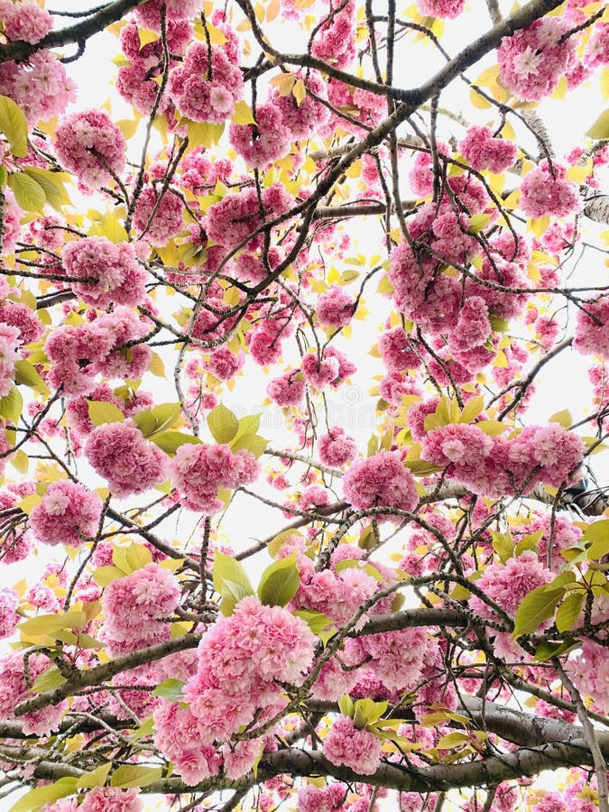 Una Flor De Cerezo Es Una Flor De Muchos árboles Del Género Prunus Conocida  Como Cerezo Japonés Y Sakura Foto de archivo - Imagen de flor, grande:  217684256