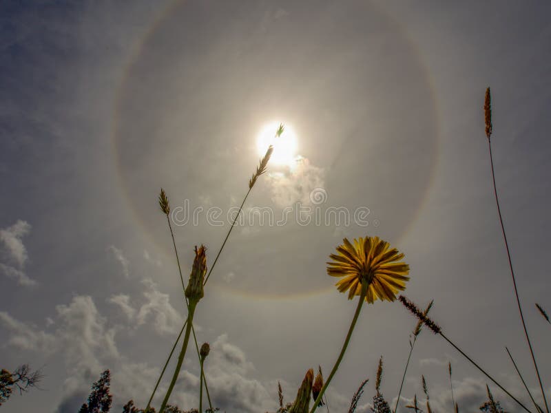 Una flor del diente de león y alguna hierba imagen de archivo Una flor del diente de león y alguna hierba imagen de archivo