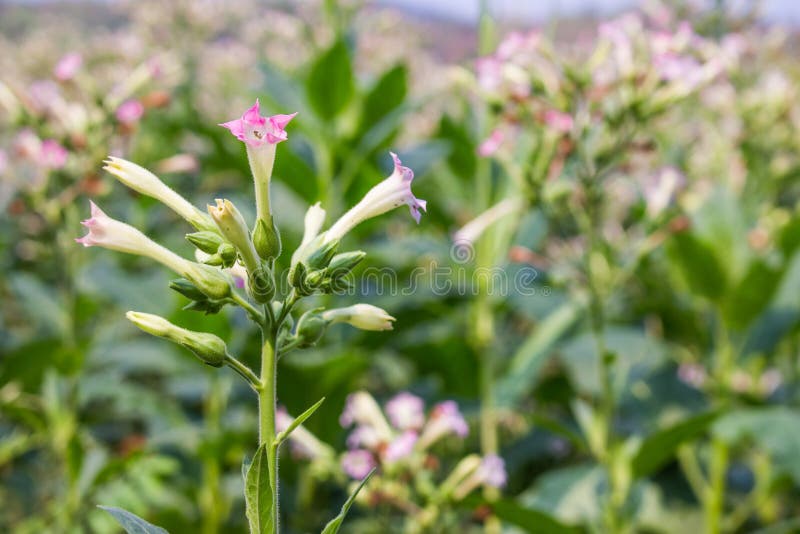 Una flor del tabaco en Tailandia imagen de archivo libre de regalías Una flor del tabaco en Tailandia imagen de archivo libre de regalías