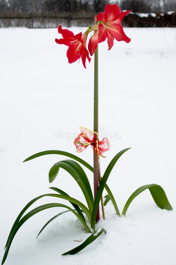 Una flor en la nieve foto de archivo Una flor en la nieve foto de archivo