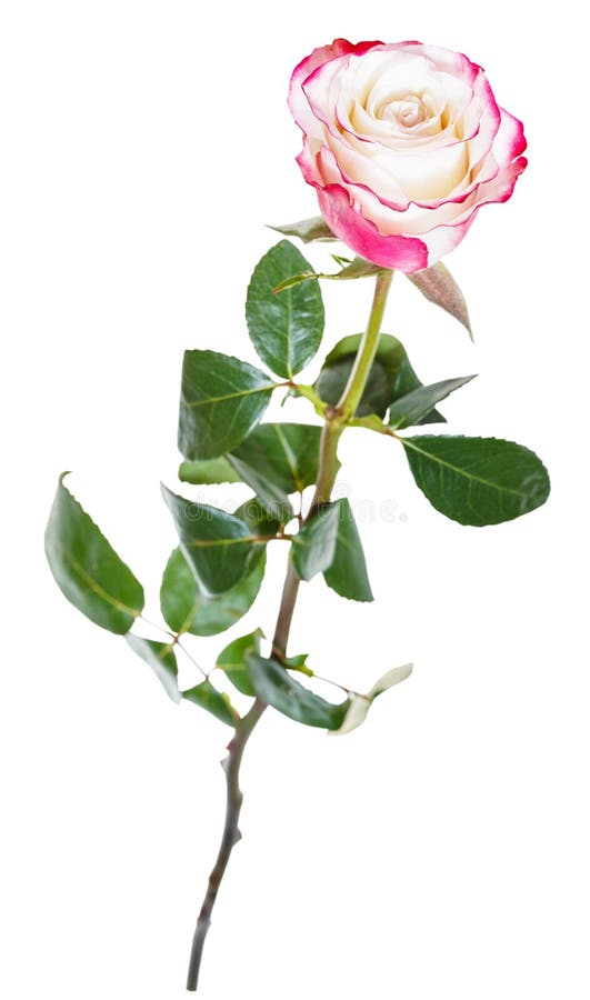 Una Flor Natural De La Rosa Del Rosa Aislada En Blanco Imagen de archivo -  Imagen de travieso, rosa: 54862009