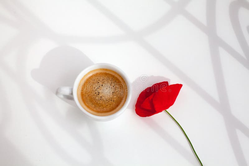 Una flor roja de la amapola en el fondo blanco de la tabla con la luz del sol y sombras cercanas encima de la visión superior en foto de archivo Una flor roja de la amapola en el fondo blanco de la tabla con la luz del sol y sombras cercanas encima de la visión superior en foto de archivo