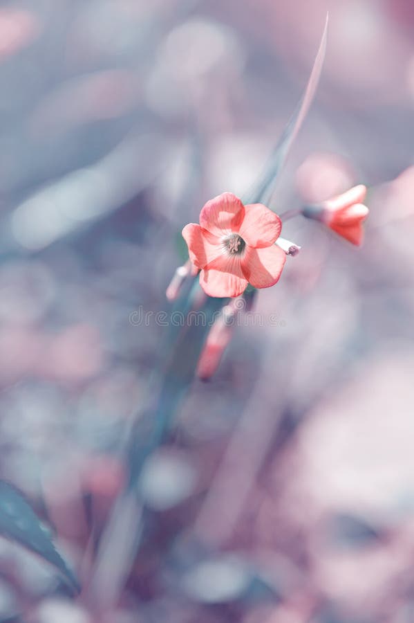 Una Flor Rosa Pequeña Y Elegante Pequeño Fondo De Flores Vintage, Bonita  Naturaleza, Tonificante Diseño Natural De Primavera Imagen de archivo -  Imagen de verano, resorte: 168737925