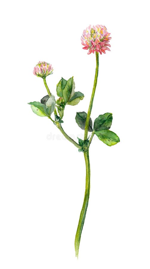 Una flor rosada pintada acuarela del trébol, aislada stock de ilustración Una flor rosada pintada acuarela del trébol, aislada stock de ilustración