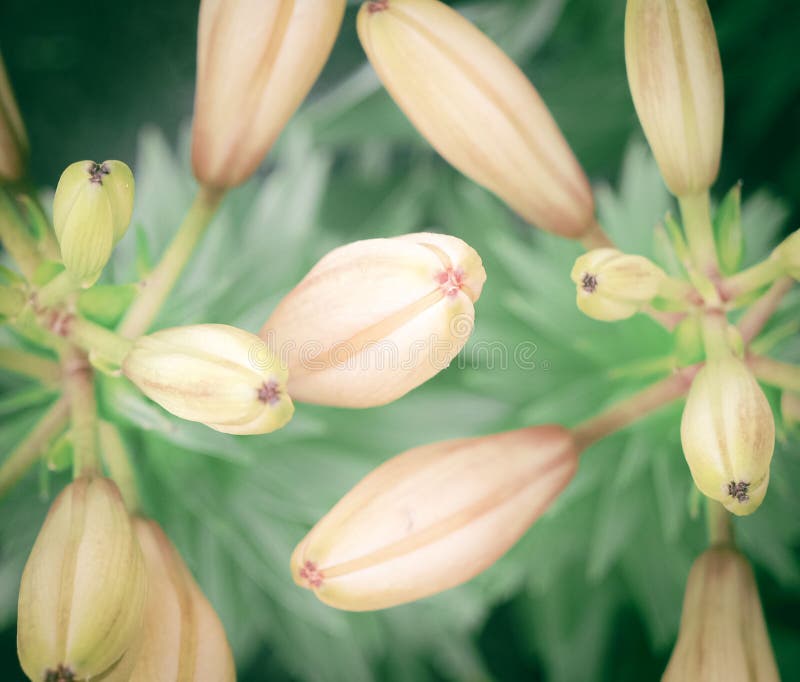 Una Flor Sin Abrir De Lirios De Color Naturalista Imagen de archivo - Imagen de verano, realista: 231726199 Una Flor Sin Abrir De Lirios De Color Naturalista Imagen de archivo - Imagen de verano, realista: 231726199