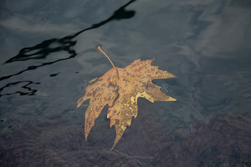 Una foglia asciutta separata in vista fotografie stock Una foglia asciutta separata in vista fotografie stock
