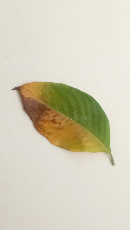 Una foglia mezza secca 3 immagine stock libera da diritti
