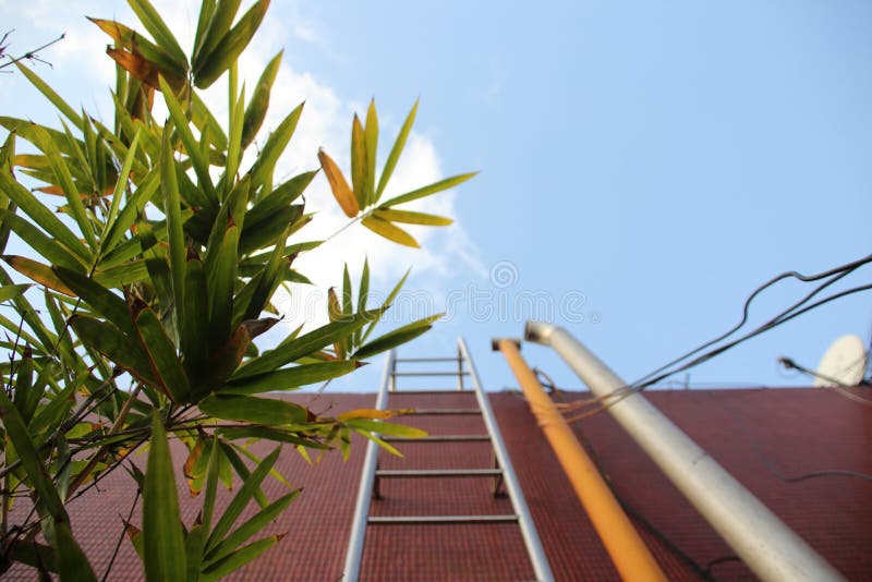Una foto artística En el primero plano una planta verde imagen de archivo libre de regalías Una foto artística En el primero plano una planta verde imagen de archivo libre de regalías