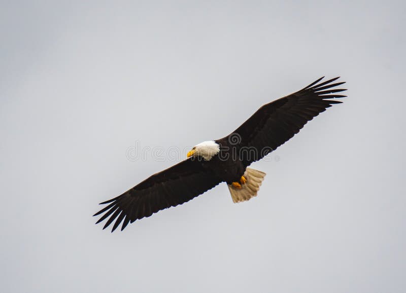 Una Foto De Un águila Calva Volando En El Aire Imagen de archivo - Imagen  de criatura, plumas: 171586097