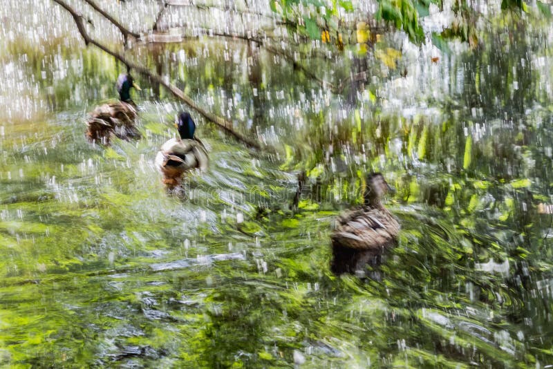 Una foto de un grupo de tres nadadas adultas jovenes coloridas hermosas de los patos en la charca con reflexiones de hojas verdes foto de archivo Una foto de un grupo de tres nadadas adultas jovenes coloridas hermosas de los patos en la charca con reflexiones de hojas verdes foto de archivo