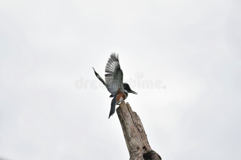 Una foto del martinpescatore fasciato appollaiata su un albero immagini stock Una foto del martinpescatore fasciato appollaiata su un albero immagini stock