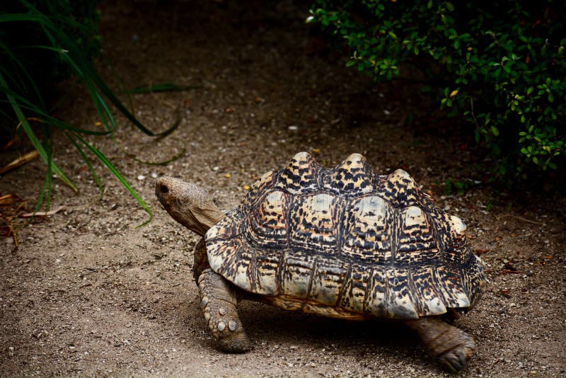 Una foto del primer de una tortuga del leopardo - pardalis del Geochelone de los tigmochelys Una especie hermosa, grande de tortu fotos de archivo libres de regalías Una foto del primer de una tortuga del leopardo - pardalis del Geochelone de los tigmochelys Una especie hermosa, grande de tortu fotos de archivo libres de regalías
