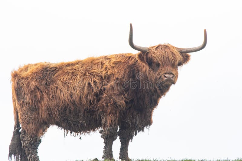 Una foto ravvicinata di una mucca di montagna