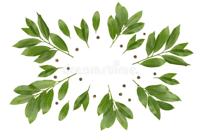 Una foto sopraelevata dei rami della baia come una corona Ramoscelli verdi dell'alloro per l'affare di cucina di eco Ramo e grane