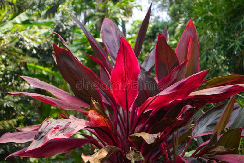 Una fotografia di una pianta tropicale di cordyline fruticosa fotografie stock Una fotografia di una pianta tropicale di cordyline fruticosa fotografie stock