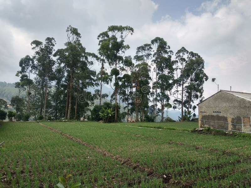 Una fresca vista verde fotografía de archivo