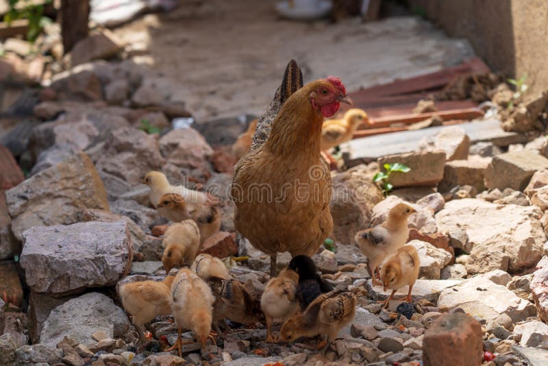 Una gallina con una multitud de los pollos que forrajean en China rural imagen de archivo libre de regalías Una gallina con una multitud de los pollos que forrajean en China rural imagen de archivo libre de regalías