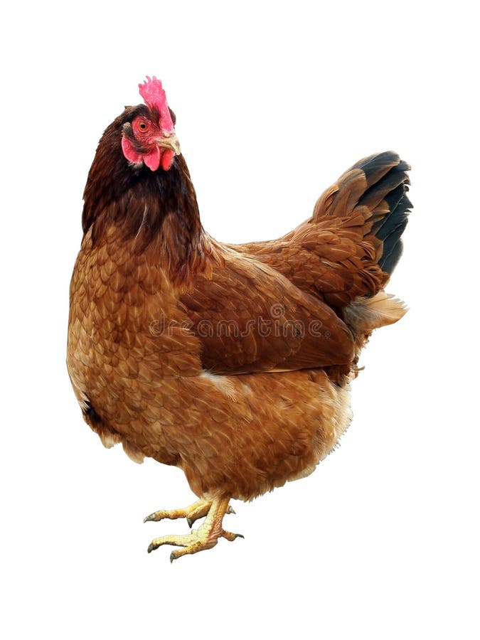 Una gallina marrone piacevole su bianco Una gallina marrone piacevole su bianco