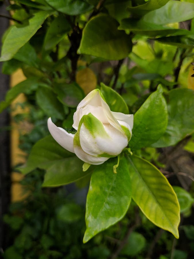 Una Gardenia Blanca Lista Para Florecer Con Color Verde Sobre Pétalos  Imagen de archivo - Imagen de wallpaper, color: 186226335