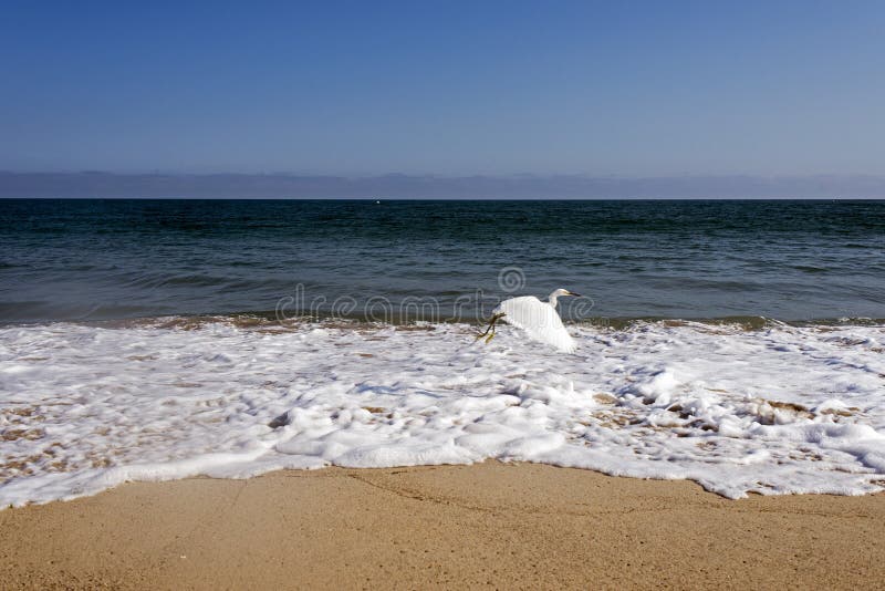 Una gaviota del vuelo sobre las ondas en el océano en Malibu, Los Ángeles, los E.E.U.U. EN VERANO fotografía de archivo Una gaviota del vuelo sobre las ondas en el océano en Malibu, Los Ángeles, los E.E.U.U. EN VERANO fotografía de archivo