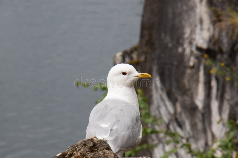 Una gaviota salpica por detrás de una cornisa en una roca de mármol fotos de archivo libres de regalías Una gaviota salpica por detrás de una cornisa en una roca de mármol fotos de archivo libres de regalías