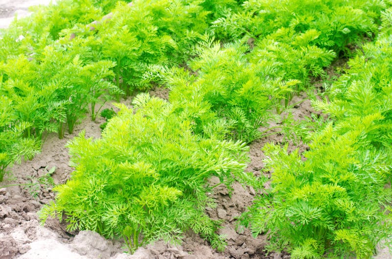 Una giovane carota si sviluppa nel primo piano del suolo coltivando, prodotti agricoli ecologici, disintossicazione, ortaggi fres fotografie stock Una giovane carota si sviluppa nel primo piano del suolo coltivando, prodotti agricoli ecologici, disintossicazione, ortaggi fres fotografie stock