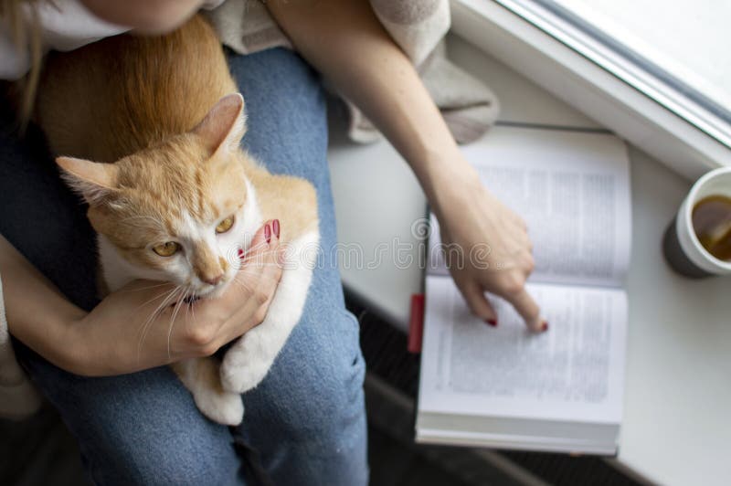 Una giovane ragazza coperta di una coperta seduta alla finestra col suo gatto, legge un libro e beve tè, insegna al gatto a legge fotografie stock Una giovane ragazza coperta di una coperta seduta alla finestra col suo gatto, legge un libro e beve tè, insegna al gatto a legge fotografie stock