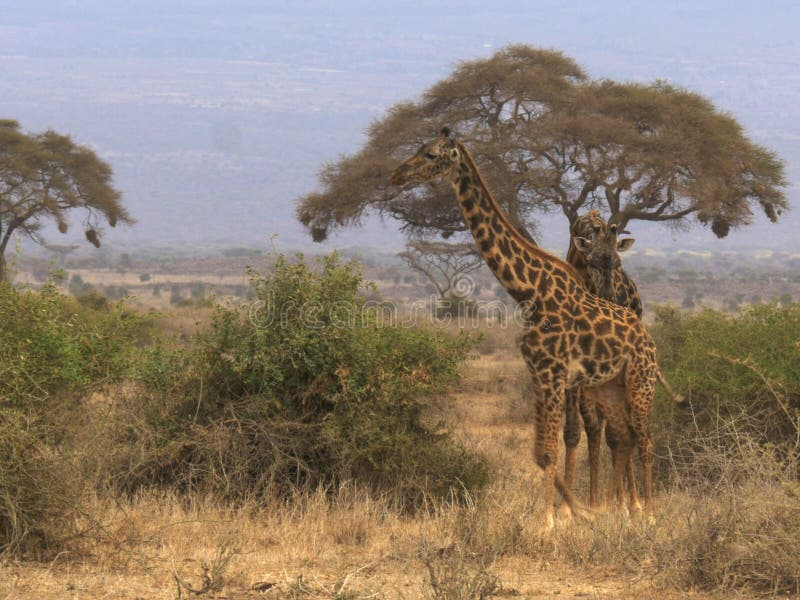 Una giraffa maschio segue una femmina in amboseli, Kenia fotografie stock libere da diritti Una giraffa maschio segue una femmina in amboseli, Kenia fotografie stock libere da diritti