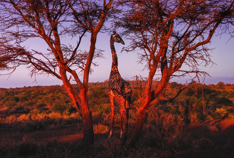 Una giraffa in parco nazionale Amboseli - Kenya fotografia stock libera da diritti Una giraffa in parco nazionale Amboseli - Kenya fotografia stock libera da diritti