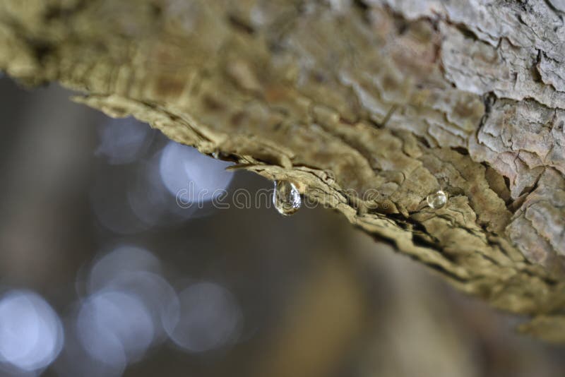 Una goccia di resina su un ramo del pino fotografia stock Una goccia di resina su un ramo del pino fotografia stock