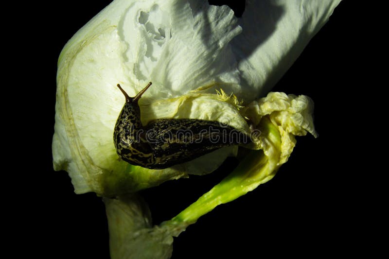 Una Gran Babosa Con Cuernos Se Sienta En Una Flor Blanca De Toffee Por La  Noche. Se Pueden Ver Las Huellas De La Comida Imagen de archivo - Imagen de  sentada, fangoso: