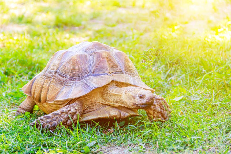 Una Gran Tortuga Se Arrastra Por El Césped. Animal Lento. Un Animal Salvaje. Tortuga En La Hierba. Un Animal Con Caparazón. Natura Imagen de archivo - Imagen de fondo, vida: 194523861 Una Gran Tortuga Se Arrastra Por El Césped. Animal Lento. Un Animal Salvaje. Tortuga En La Hierba. Un Animal Con Caparazón. Natura Imagen de archivo - Imagen de fondo, vida: 194523861