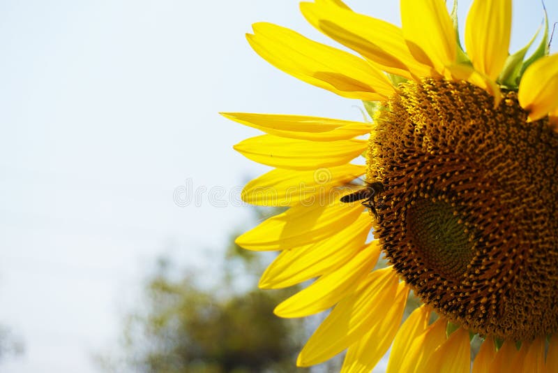Una grande ape del fiore e del miele del sole fotografie stock Una grande ape del fiore e del miele del sole fotografie stock