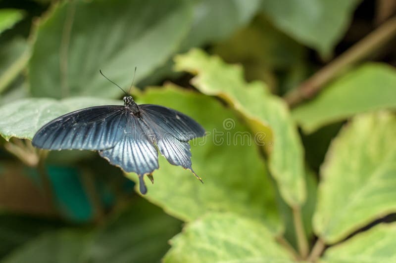 Una grande farfalla mormonica gialla fotografia stock libera da diritti Una grande farfalla mormonica gialla fotografia stock libera da diritti