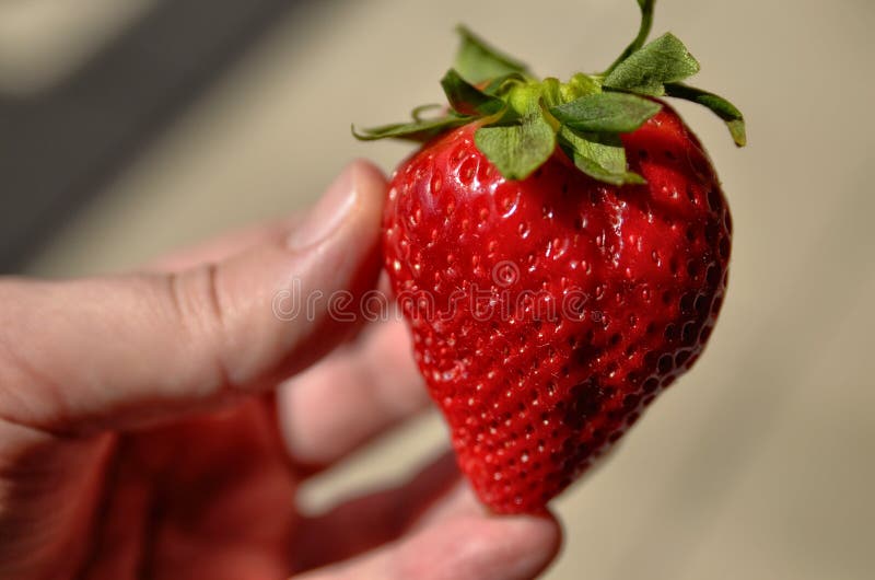 Una grande fragola rossa luminosa fotografia stock libera da diritti Una grande fragola rossa luminosa fotografia stock libera da diritti