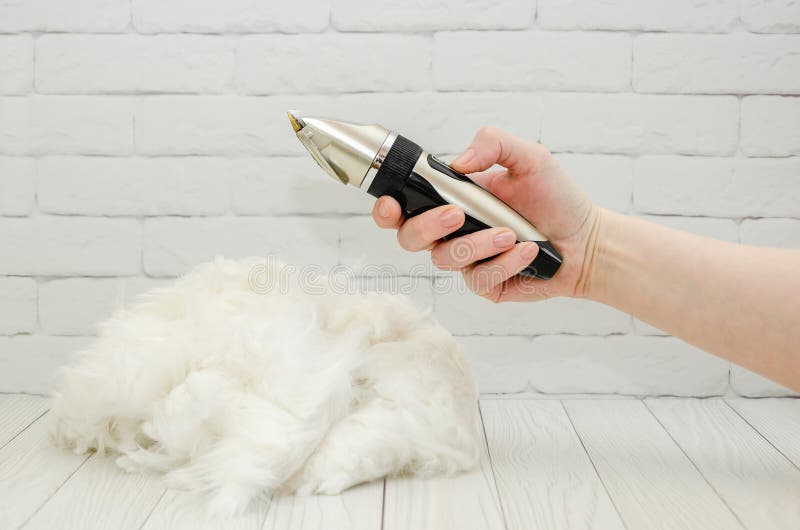 female groomer holds an animal trimmer in her hand against the background of a large pile of clipped white fur. female groomer holds an animal trimmer in her hand against the background of a large pile of clipped white fur