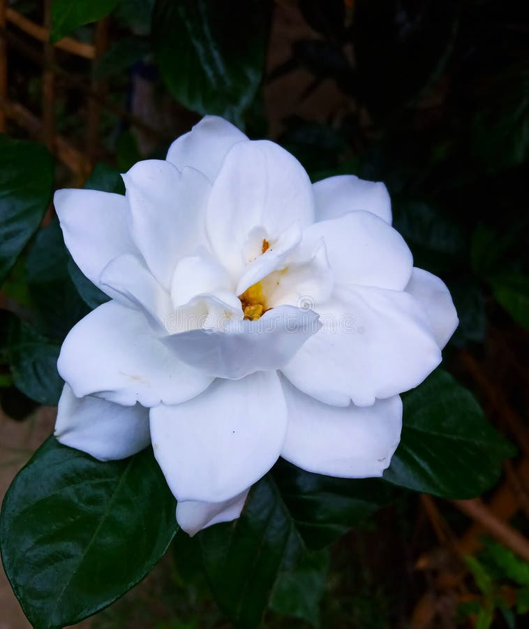 Una Hermosa Flor Blanca En Un Jardín Imagen de archivo - Imagen de fresco, hermoso: 190848477 Una Hermosa Flor Blanca En Un Jardín Imagen de archivo - Imagen de fresco, hermoso: 190848477