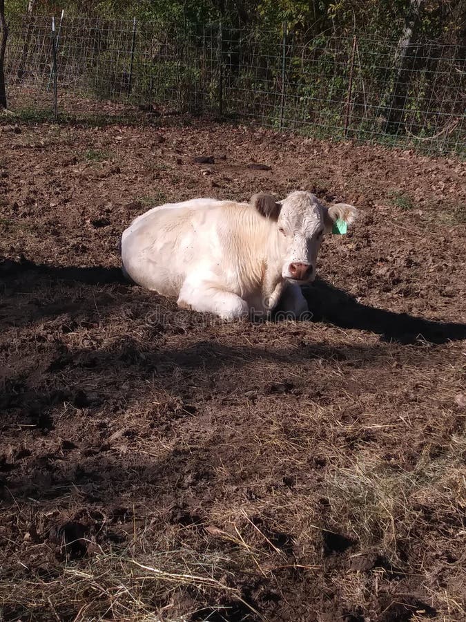 Una hermosa vaca llamada Daisy es muy dulce y muy amorosa imagenes de archivo Una hermosa vaca llamada Daisy es muy dulce y muy amorosa imagenes de archivo