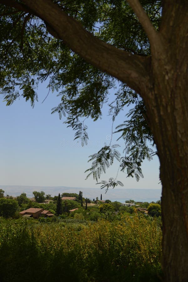 Una hermosa vista de un árbol y de Wildflowers debajo de la sombra imágenes de archivo libres de regalías Una hermosa vista de un árbol y de Wildflowers debajo de la sombra imágenes de archivo libres de regalías