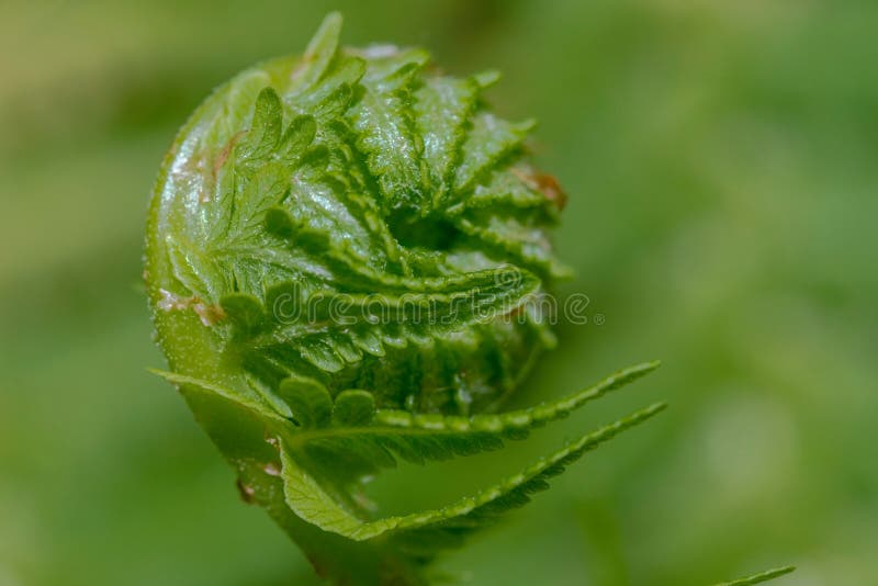 Una hoja de helecho joven enroscada en una espiral en un paquete apretado. foto de archivo