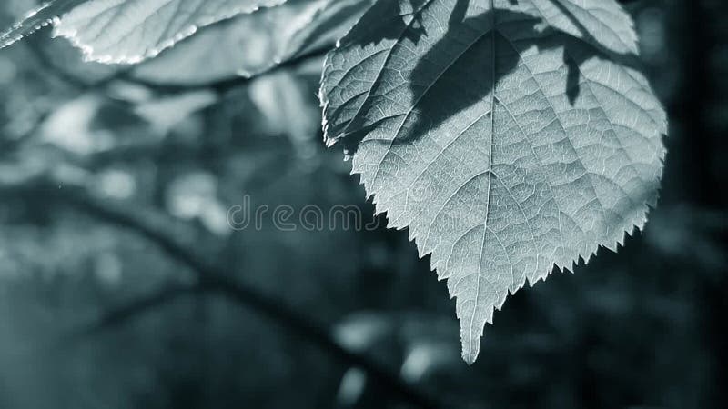Una hoja fresca brillante brilla entre los rayos del sol en un árbol de ramas metrajes